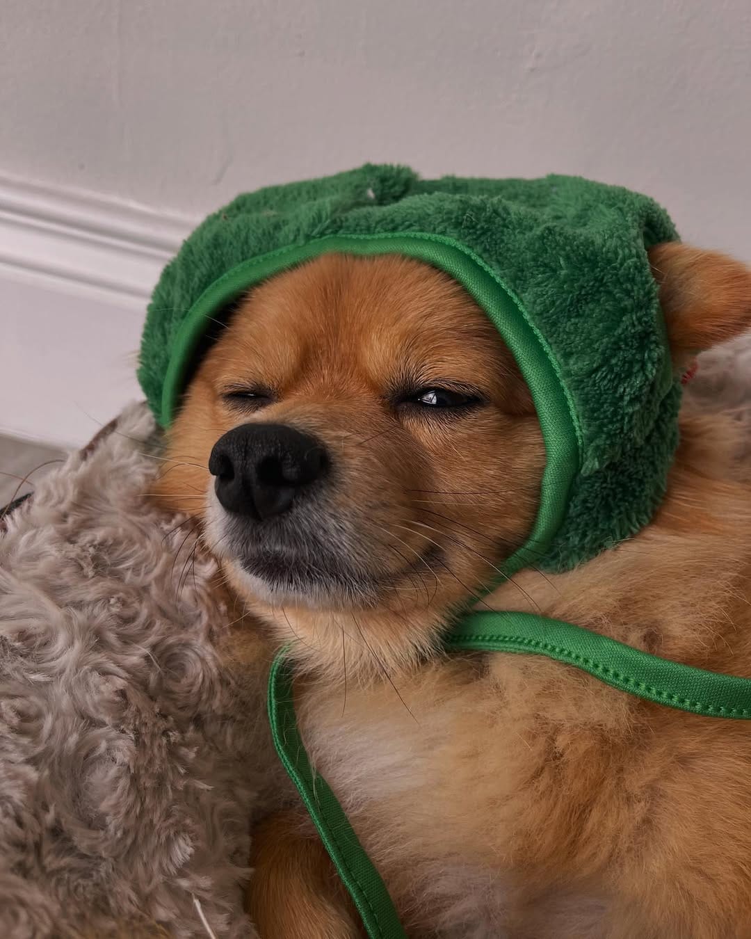 Post 9 by Gizmo The Pomchi on Instagram (carousel)