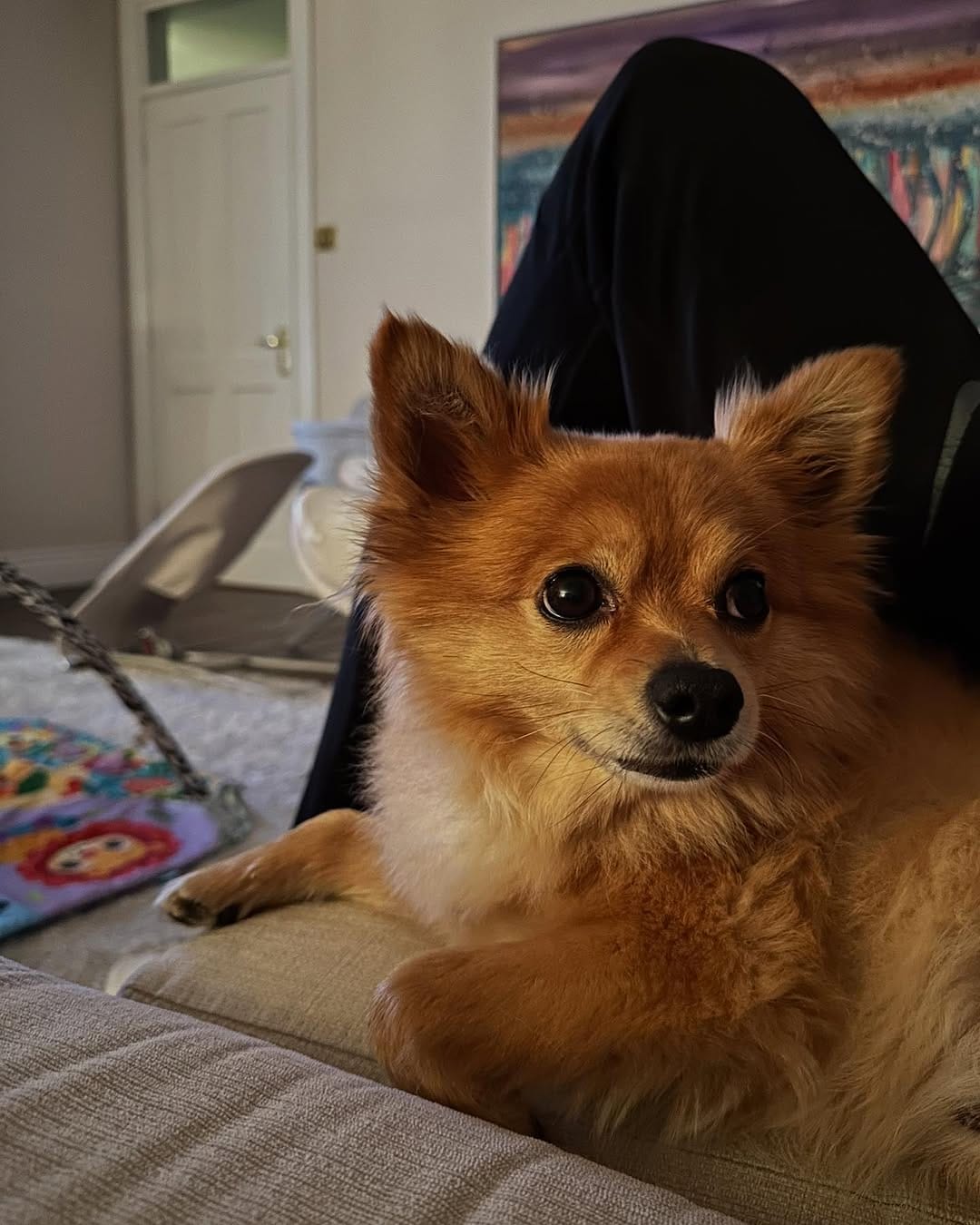 Post 4 by Gizmo The Pomchi on Instagram (image)