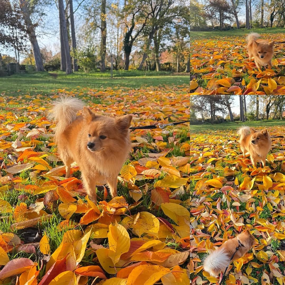 Post 1 by Gizmo The Pomchi on Instagram (image)