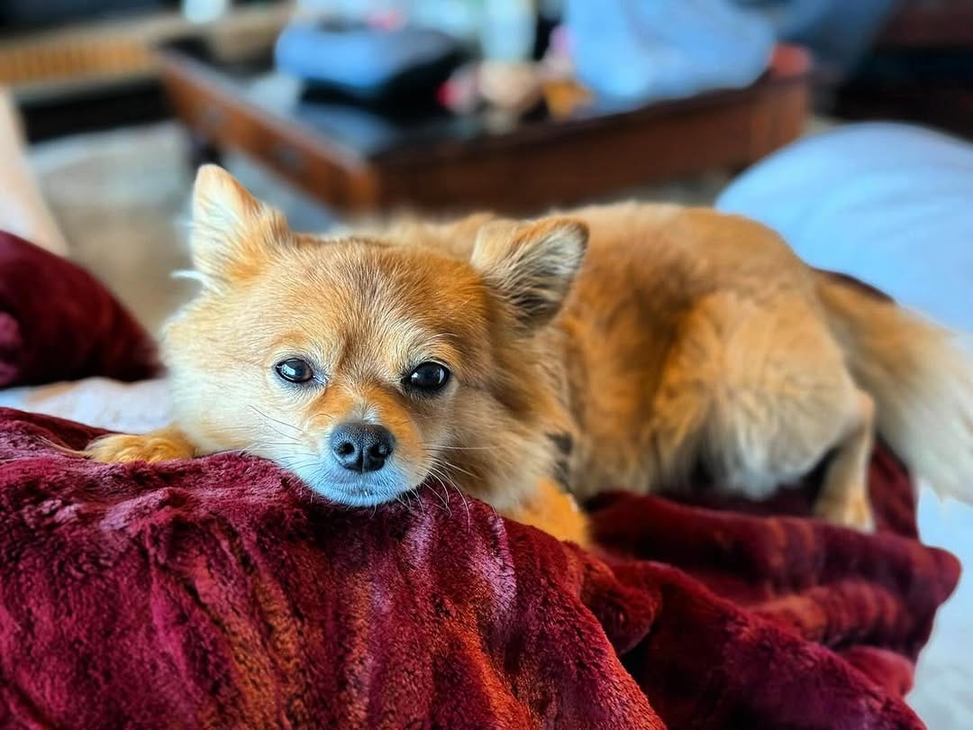 Post 5 by Gizmo The Pomchi on Instagram (image)