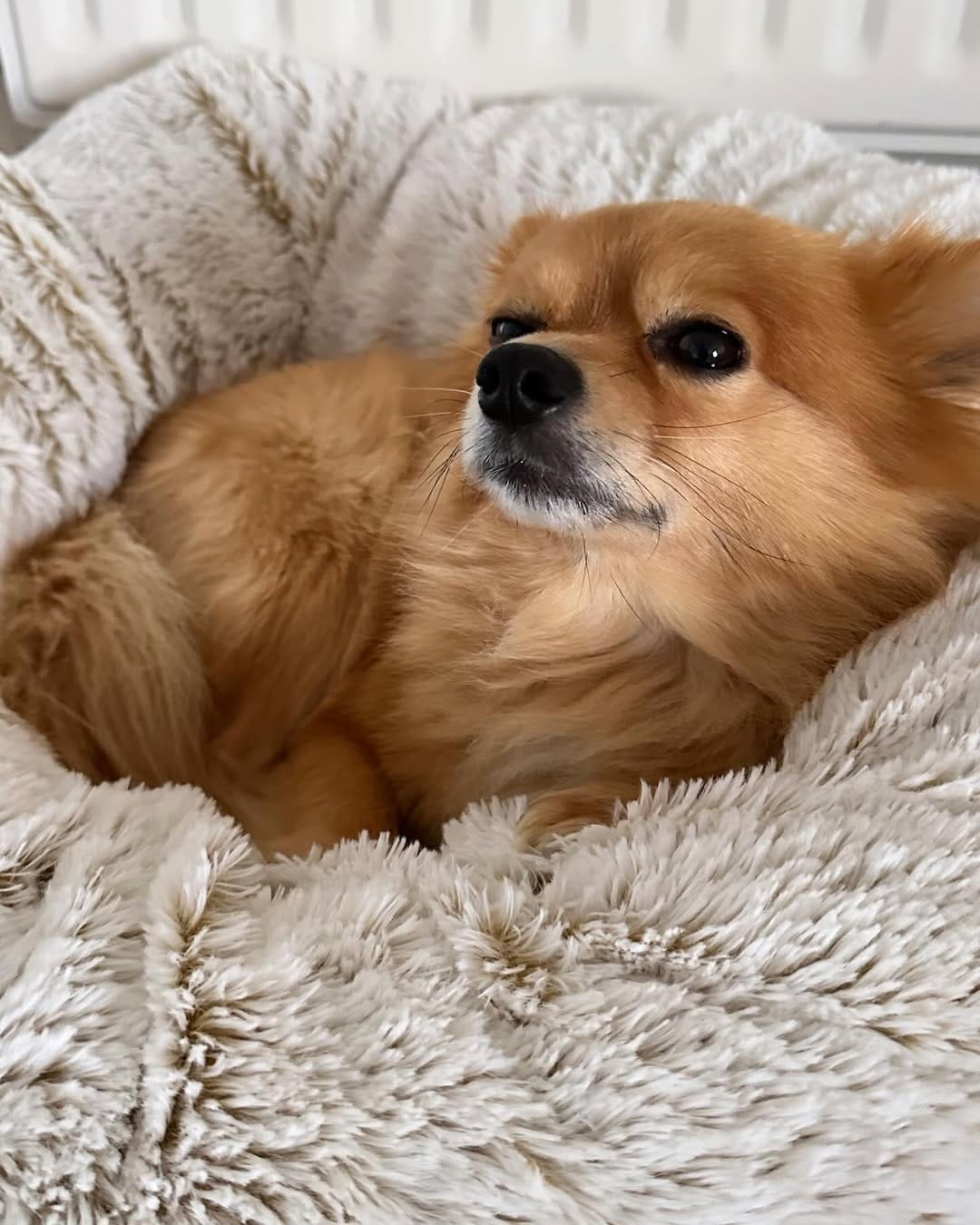 Post 8 by Gizmo The Pomchi on Instagram (image)