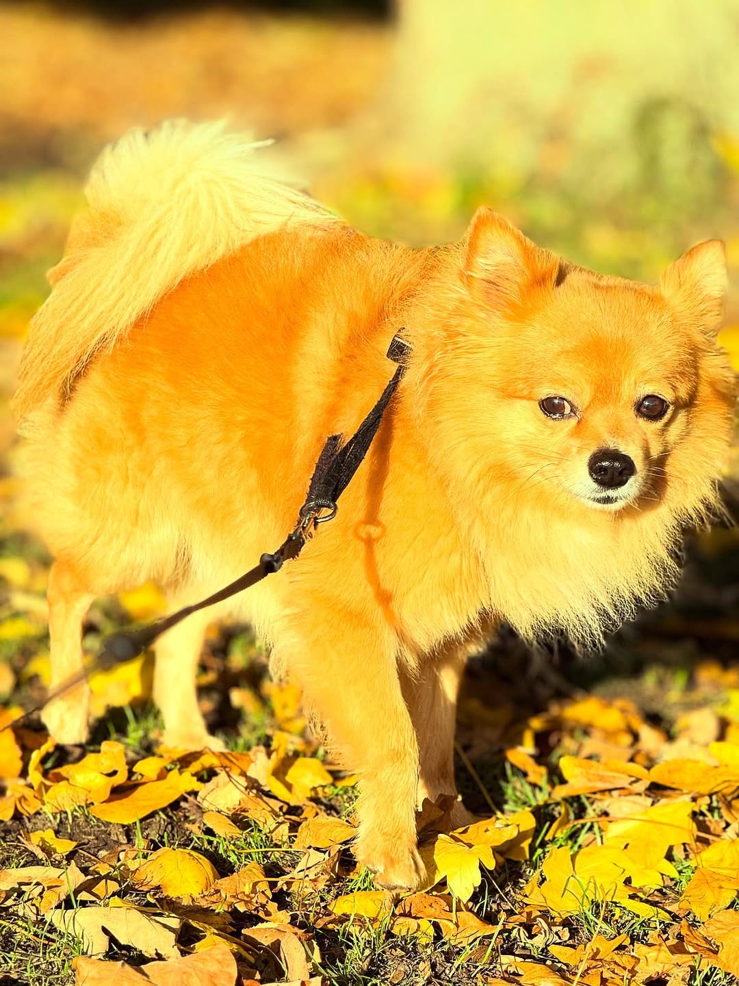 Post 2 by Gizmo The Pomchi on Instagram (image)