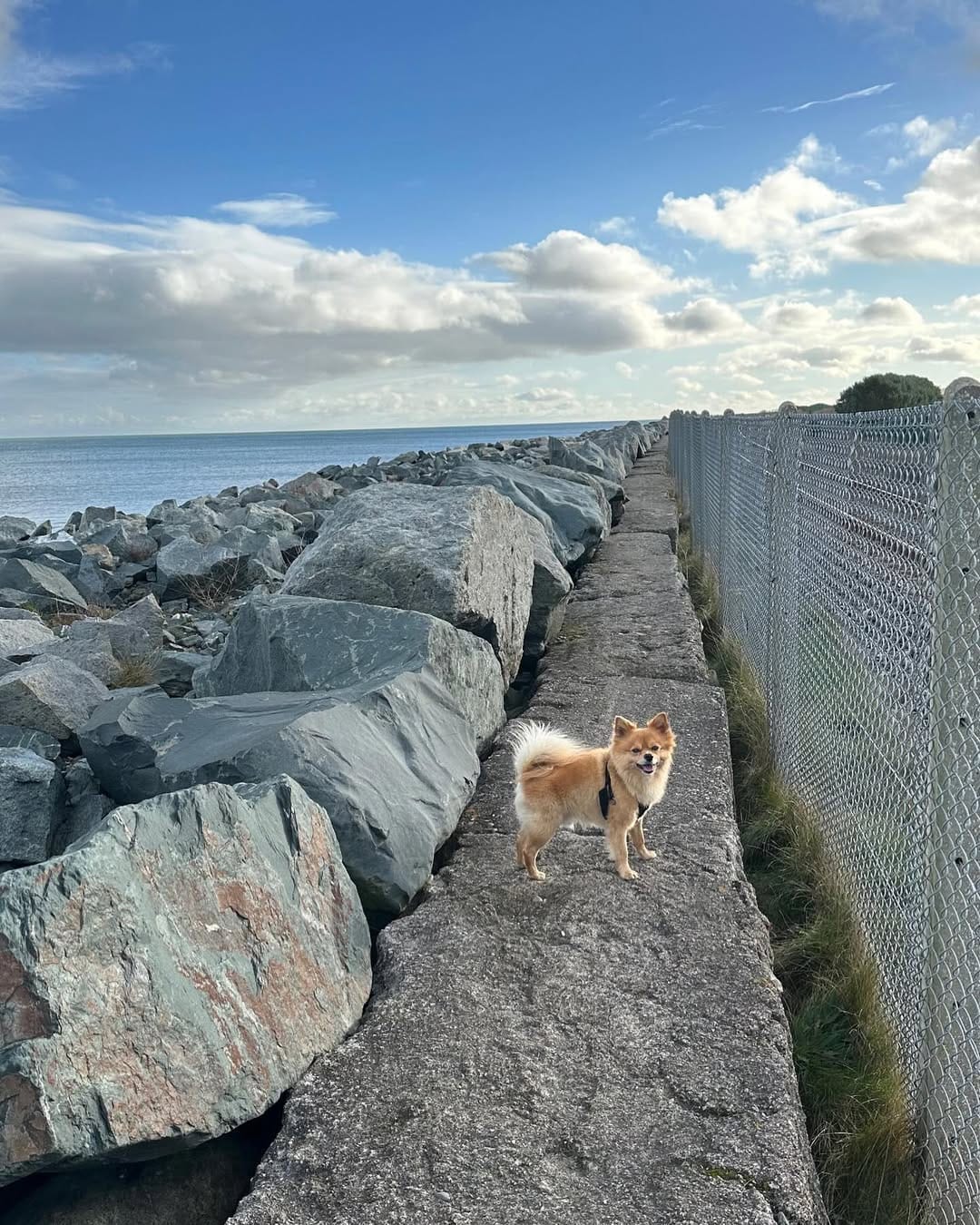Post 10 by Gizmo The Pomchi on Instagram (image)