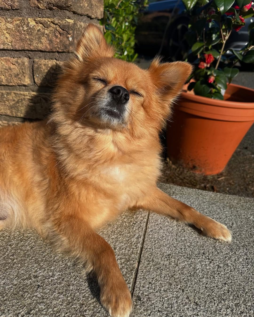 Post 3 by Gizmo The Pomchi on Instagram (image)