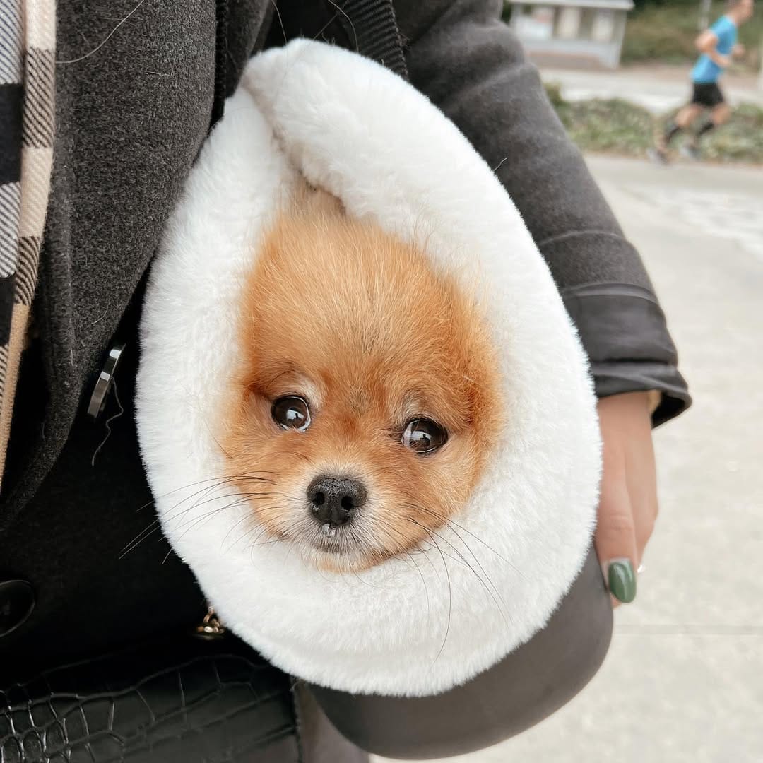 Post 8 by Luna The Pom Dumpling on Instagram (image)