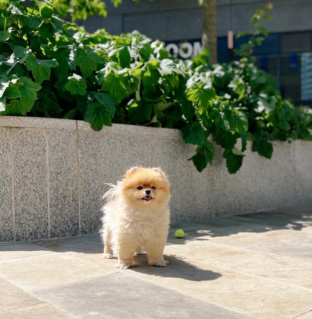 Post 3 by Luna The Pom Dumpling on Instagram (image)