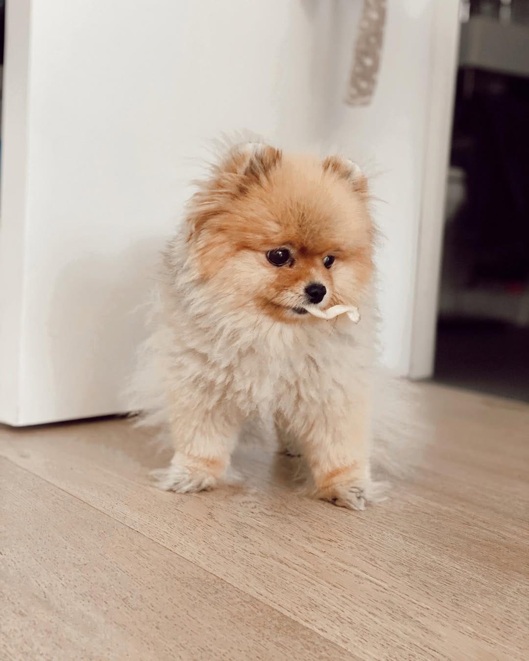 Post 4 by Luna The Pom Dumpling on Instagram (image)
