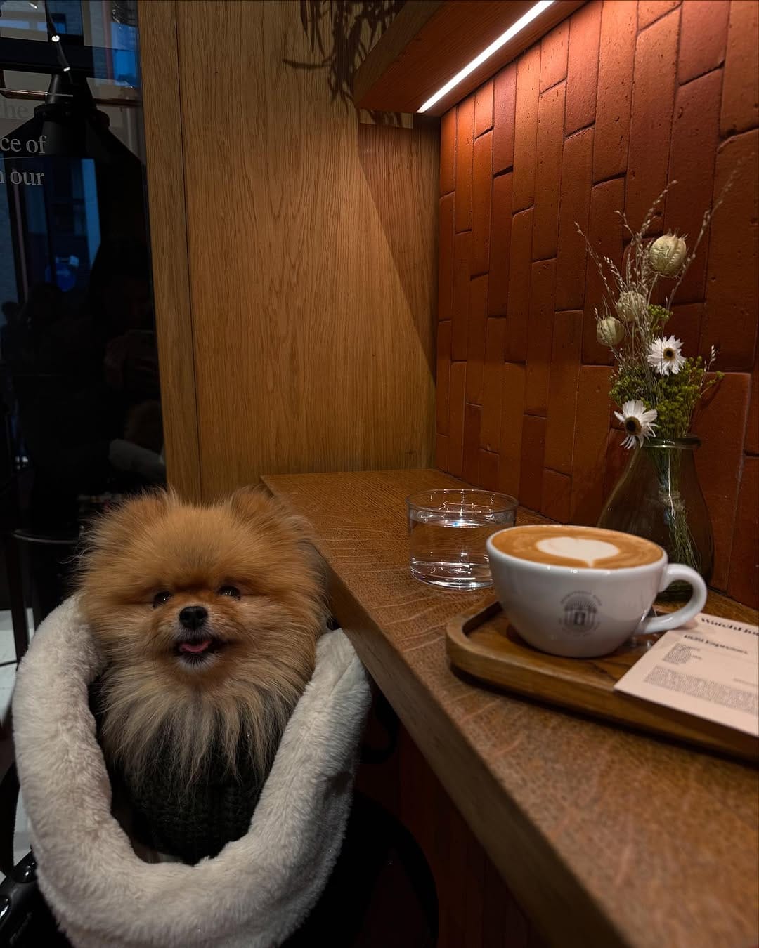 Post 1 by Luna The Pom Dumpling on Instagram (carousel)