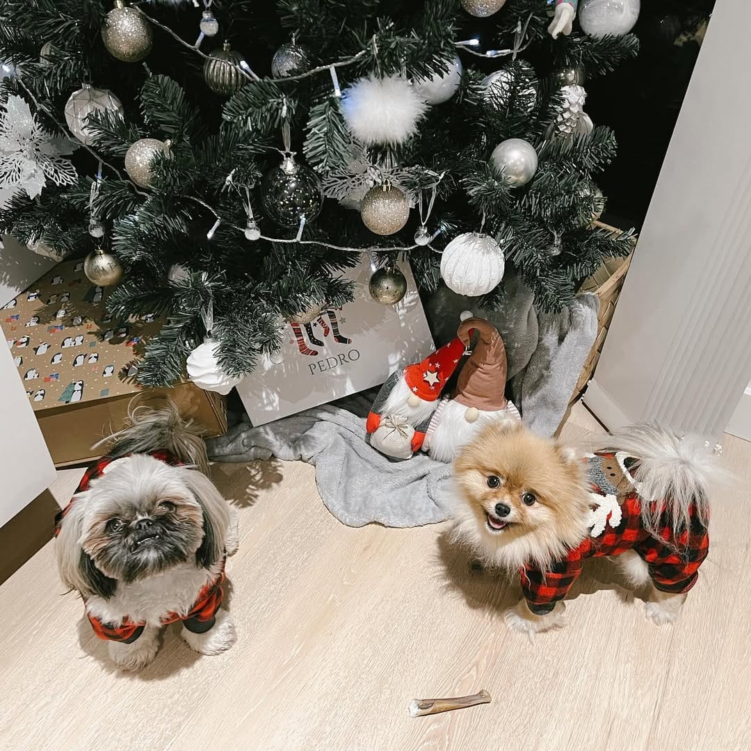 Post 7 by Luna The Pom Dumpling on Instagram (image)