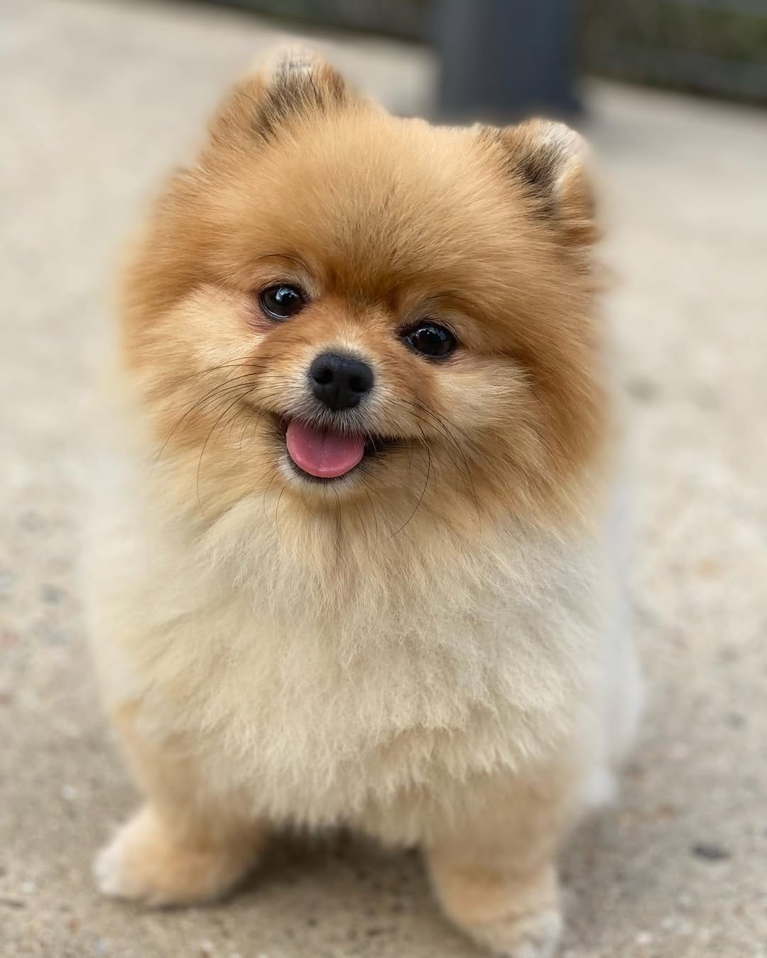 Post 10 by Luna The Pom Dumpling on Instagram (image)