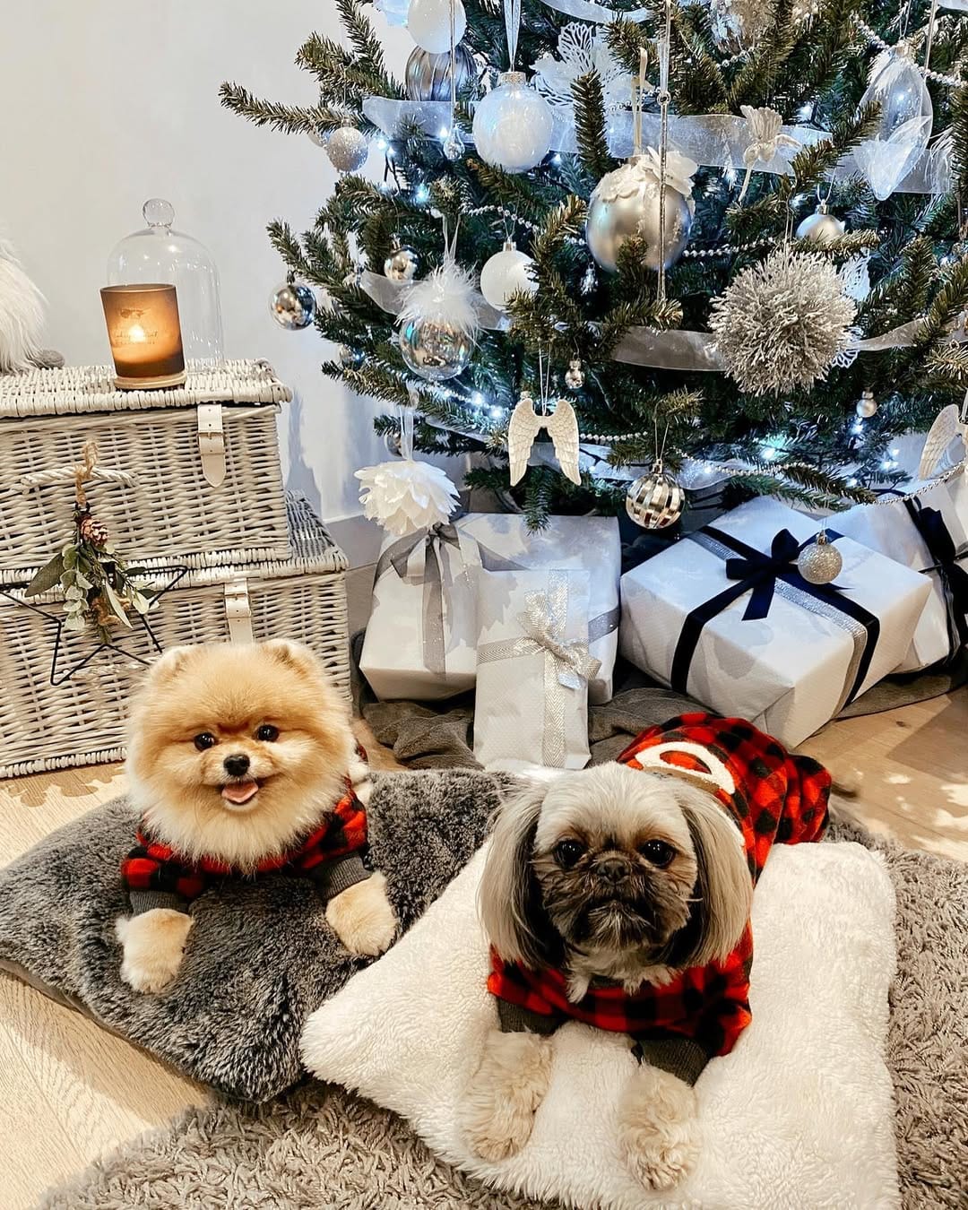 Post 5 by Luna The Pom Dumpling on Instagram (image)
