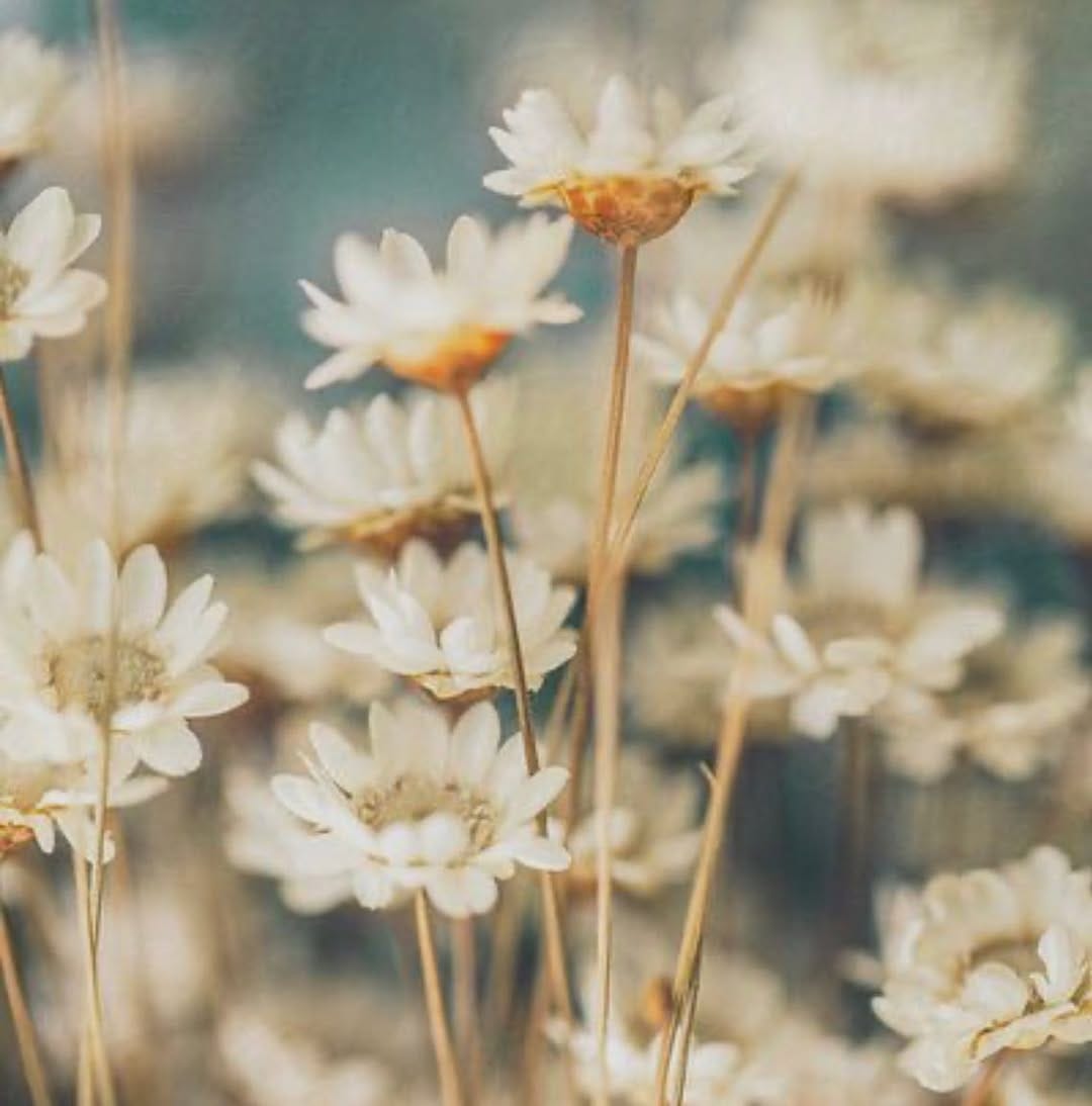 Post 4 by DOLL FACE by Jessica Lee on Instagram (image)