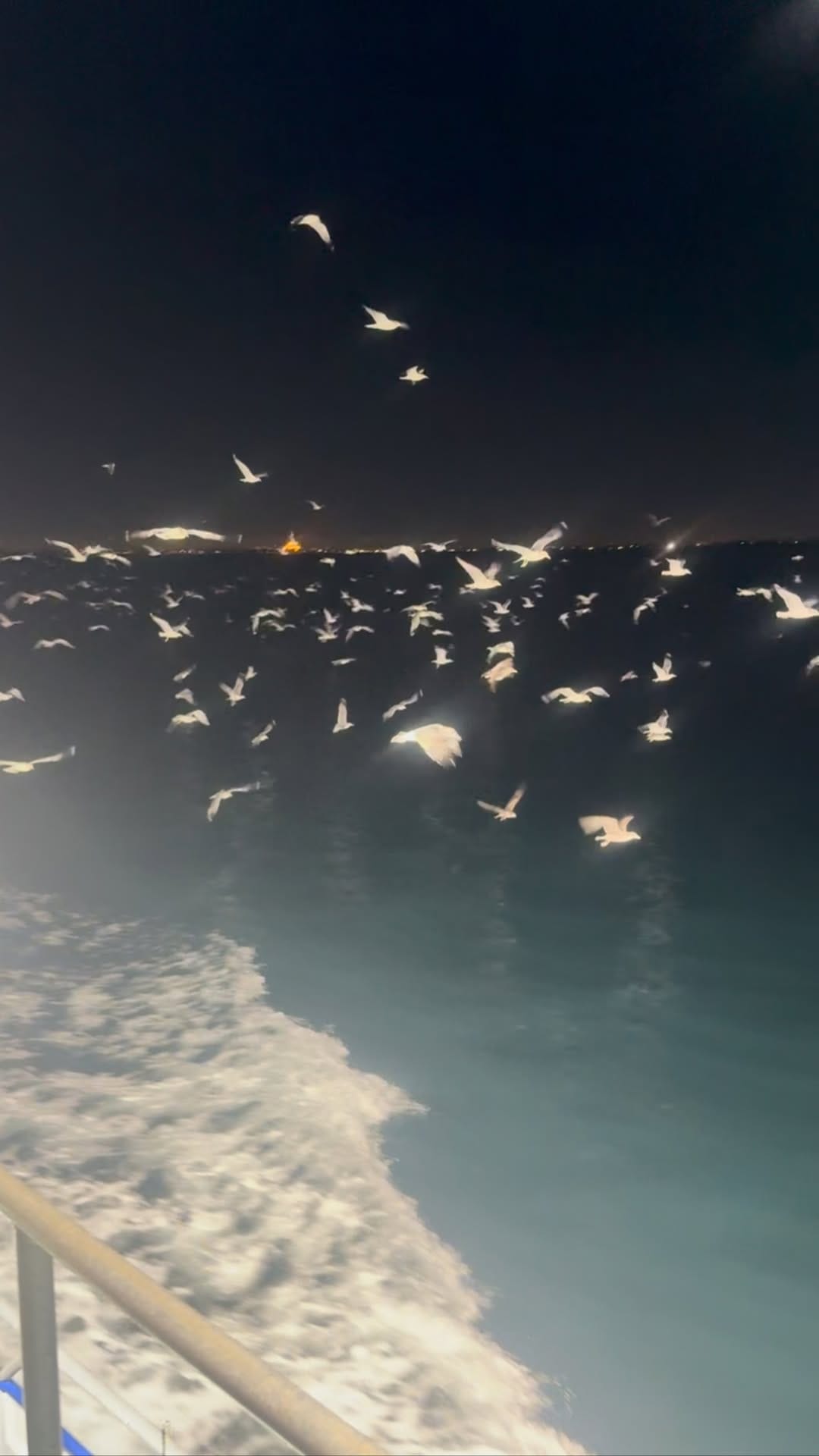 Post 4 by Newport Landing Sportfishing | Newport Beach Fishing on Instagram (video)