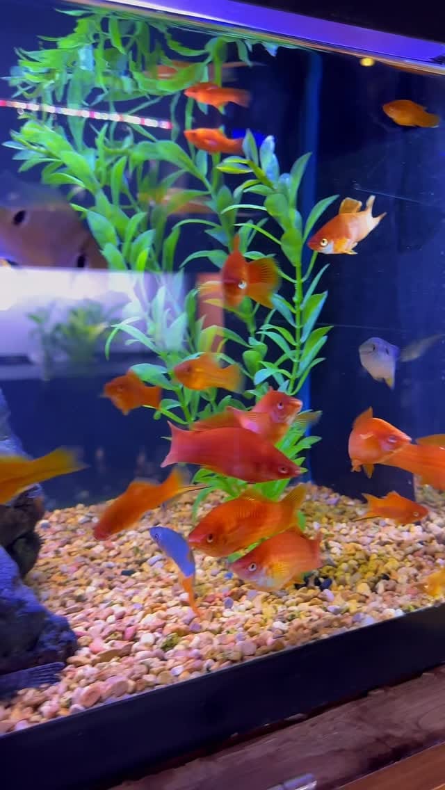 Post 3 by House of Fins on Instagram (video)