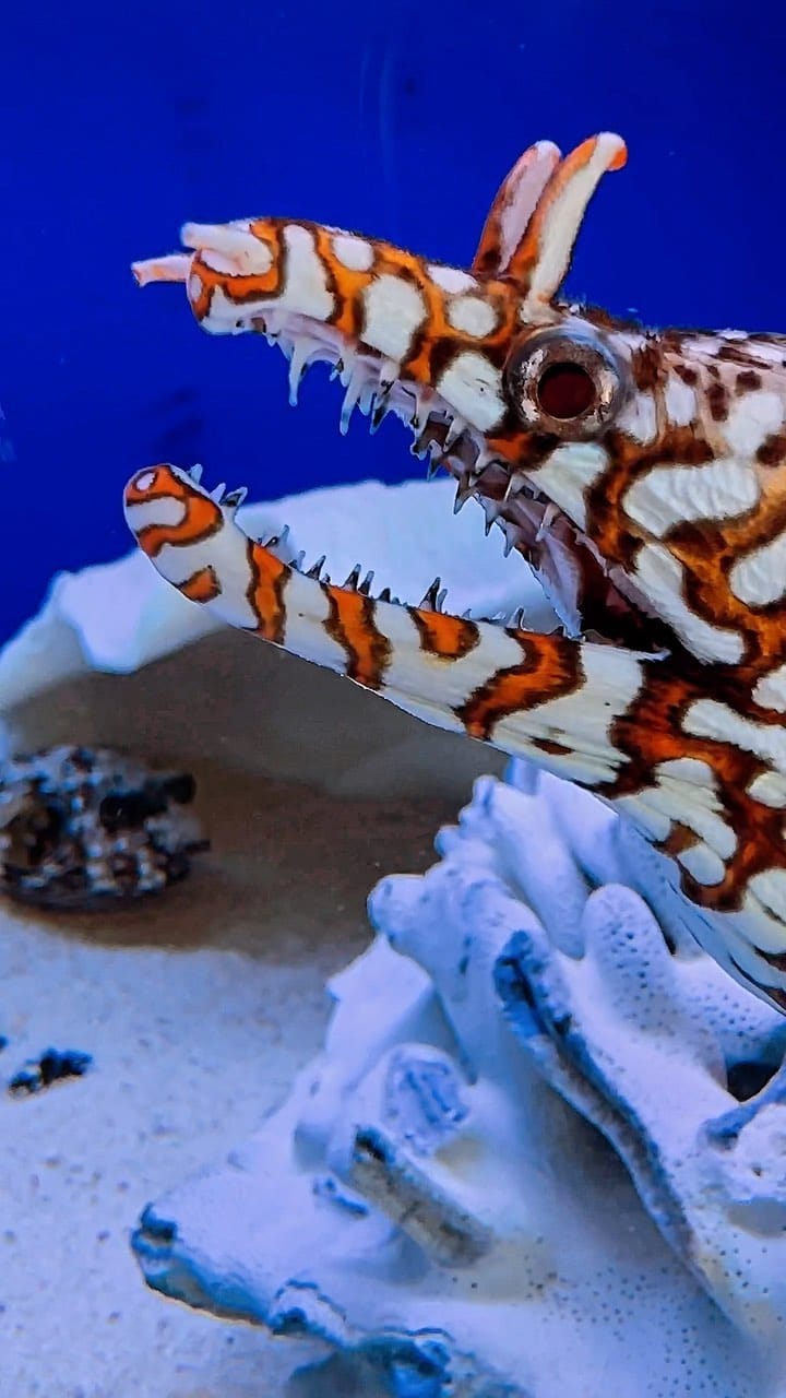 Post 10 by House of Fins on Instagram (video)