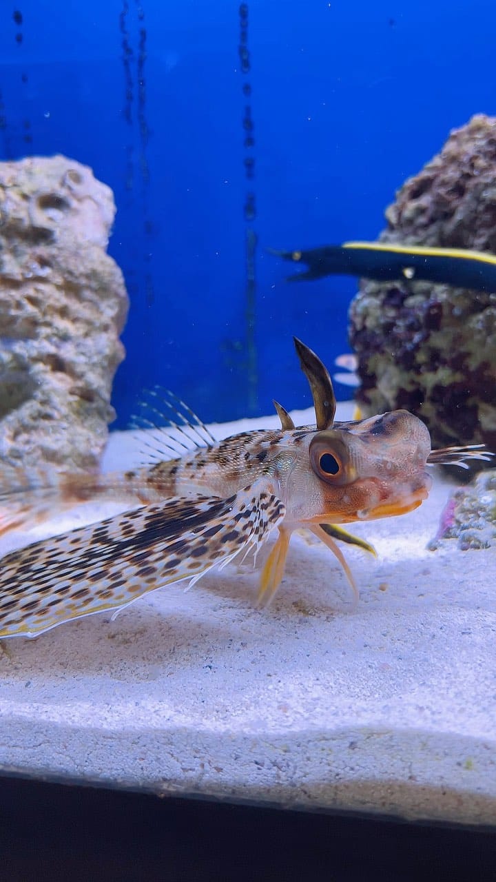 Post 9 by House of Fins on Instagram (video)