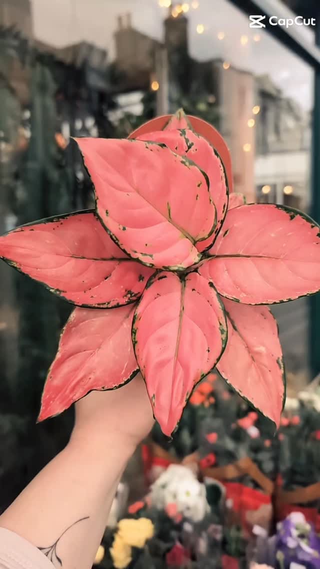 Post 3 by Between Two Thorns on Instagram (video)