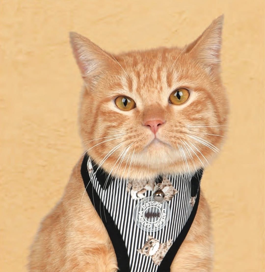Post 2 by PetLondon on Instagram (image)