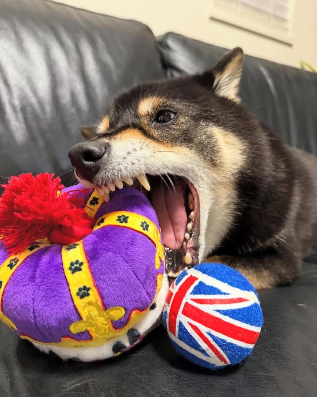 Post 5 by PetLondon on Instagram (image)