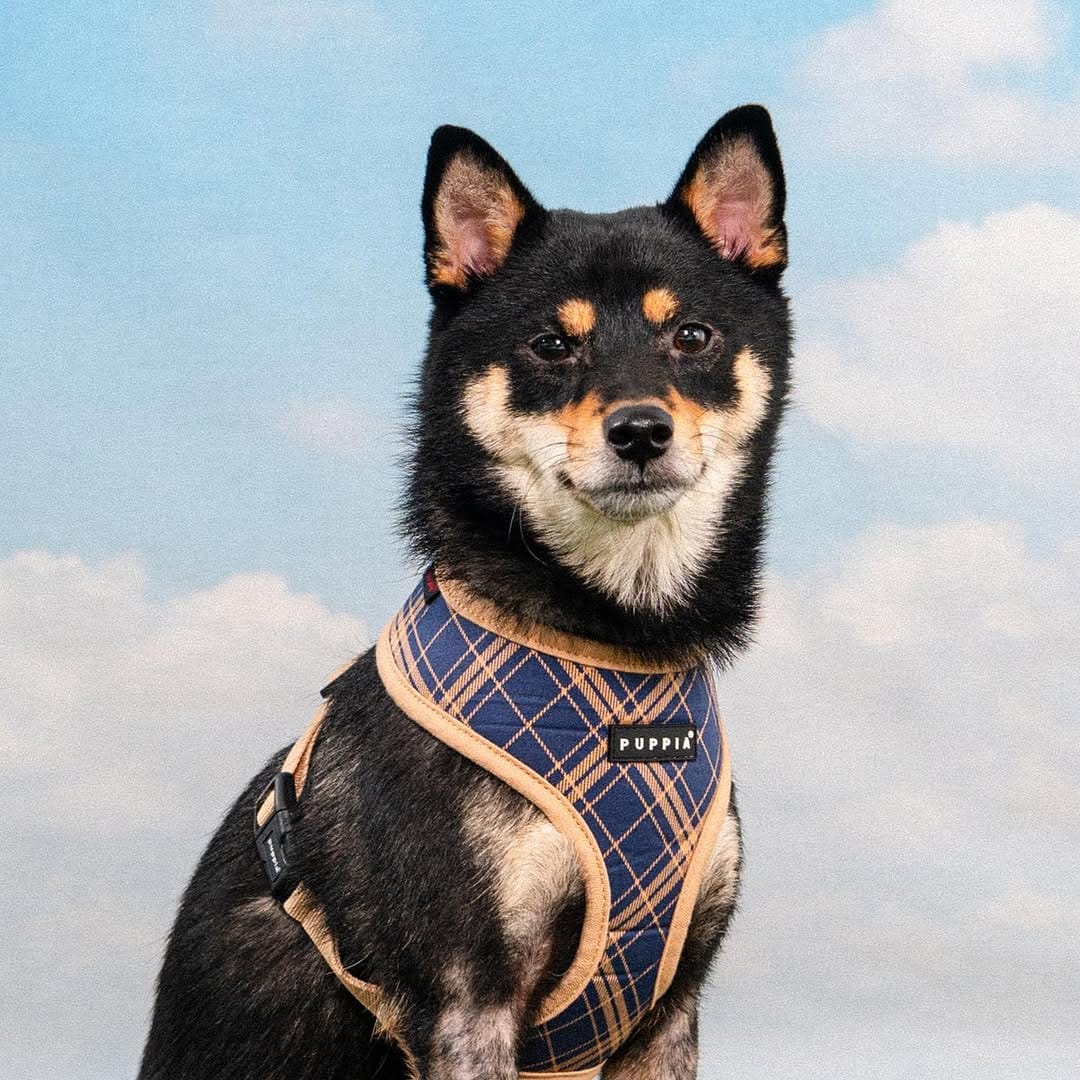 Post 10 by PetLondon on Instagram (image)