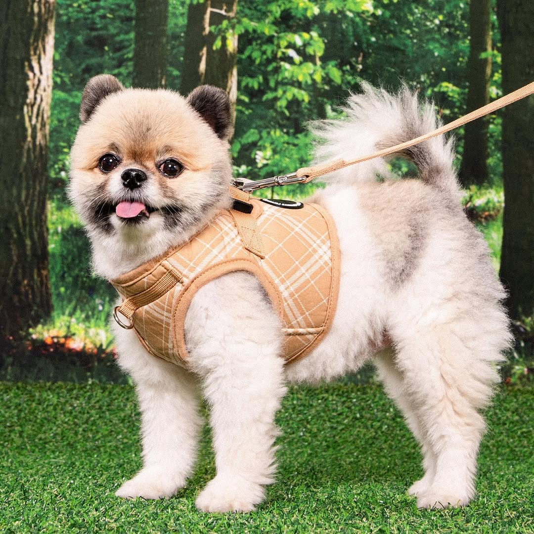 Post 3 by PetLondon on Instagram (image)