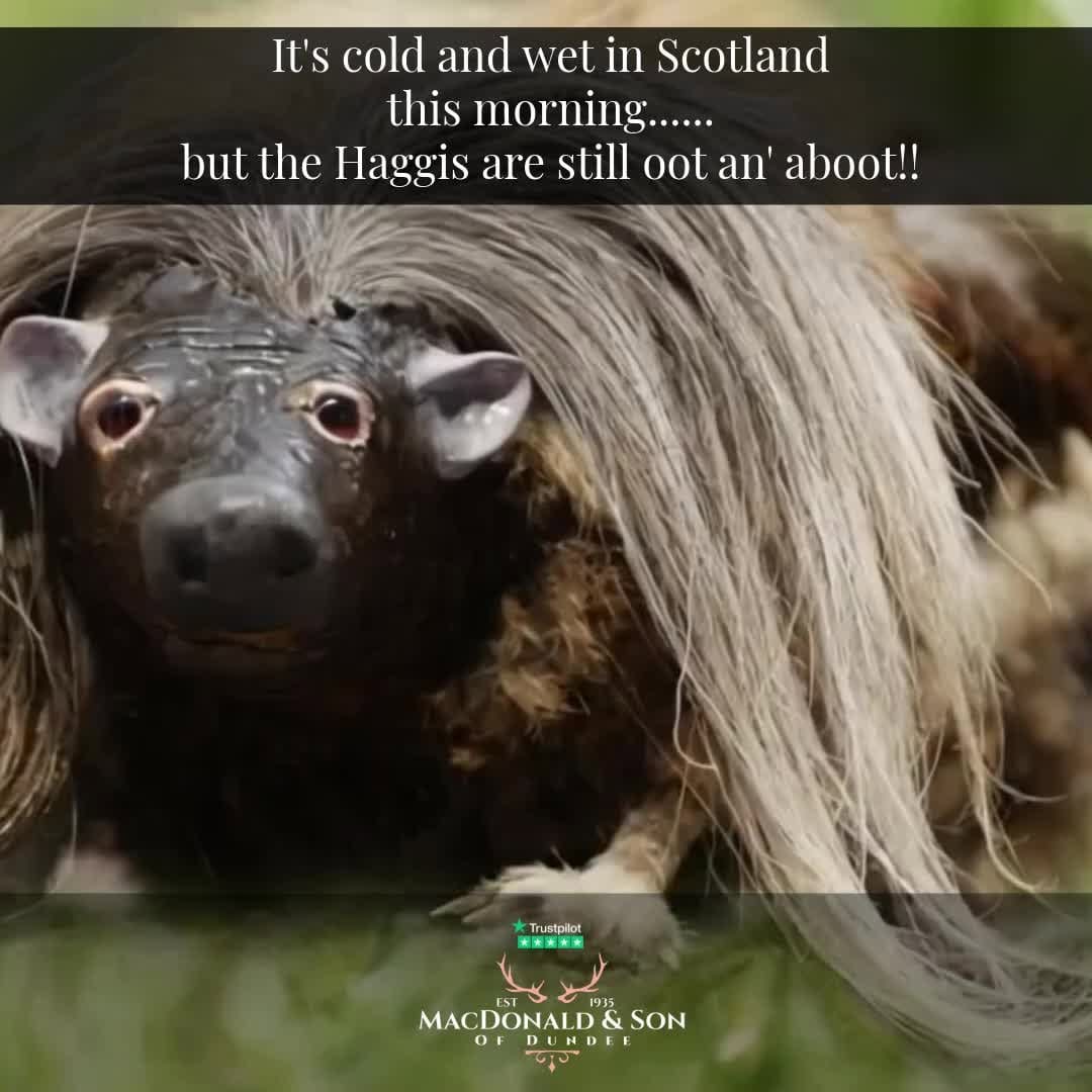 Post 2 by MacDonald and Son on Instagram (video)