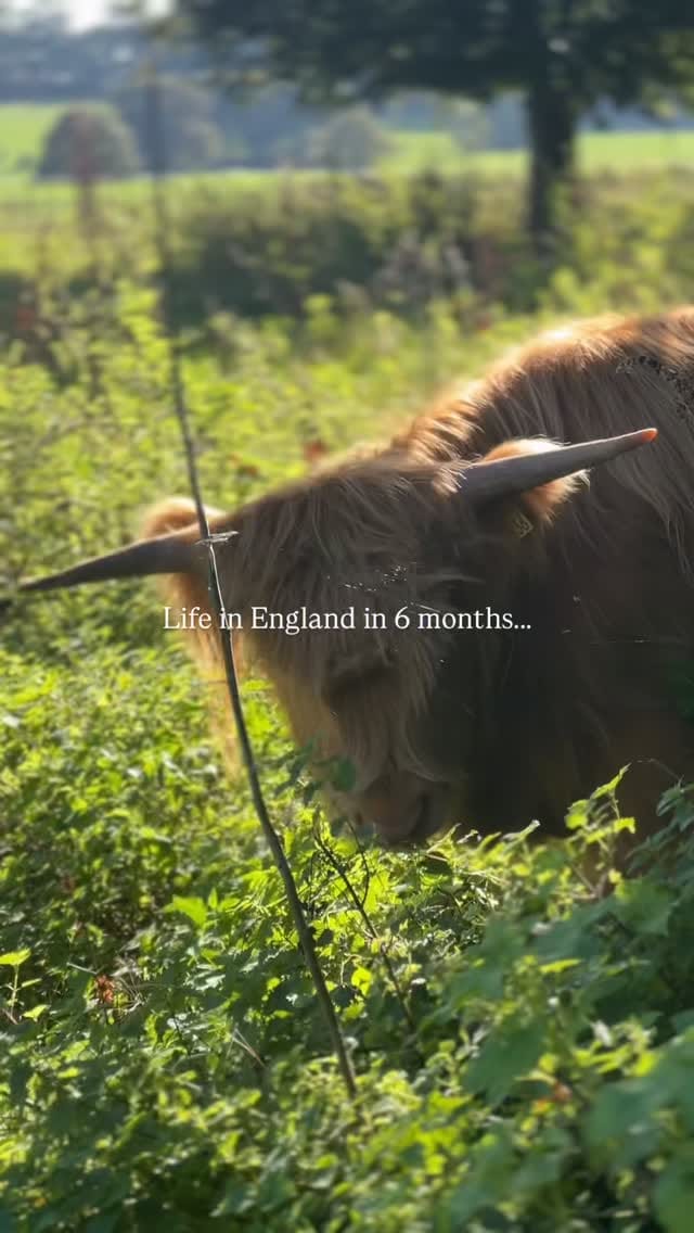 Post 2 by Beaumont & Bear on Instagram (video)