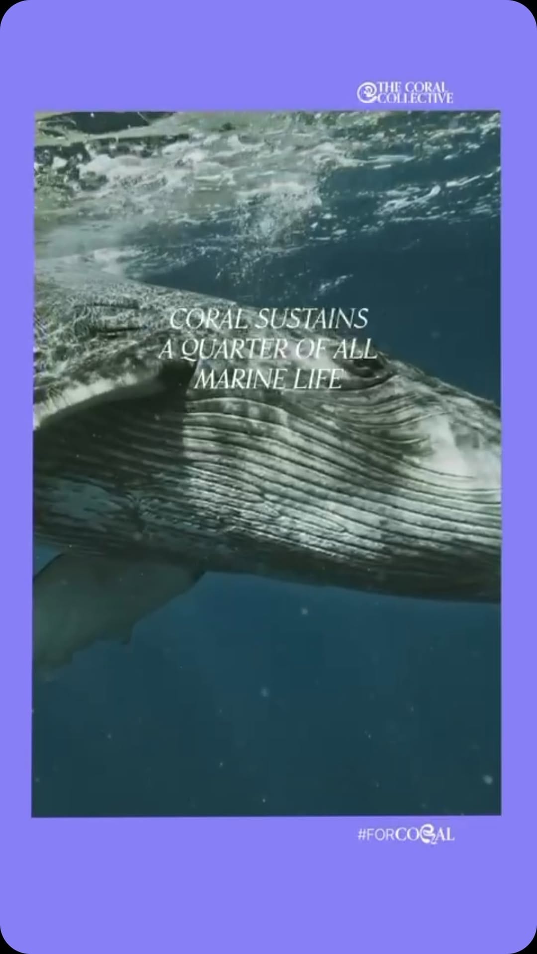 Post 5 by Millie Rose Poulter on Instagram (video)