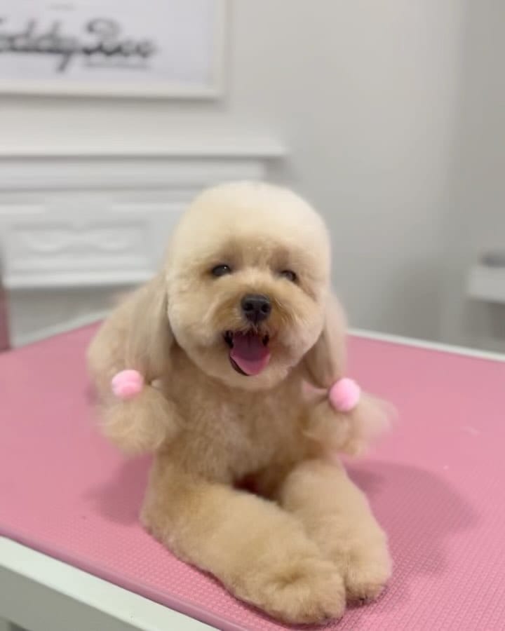 Post 1 by ℙ𝕖𝕟𝕖𝕝𝕠𝕡𝕖 𝕥𝕙𝕖 𝕋𝕠𝕪 ℙ𝕠𝕠𝕕𝕝𝕖 - 𝔻𝕠𝕘 on Instagram (carousel)