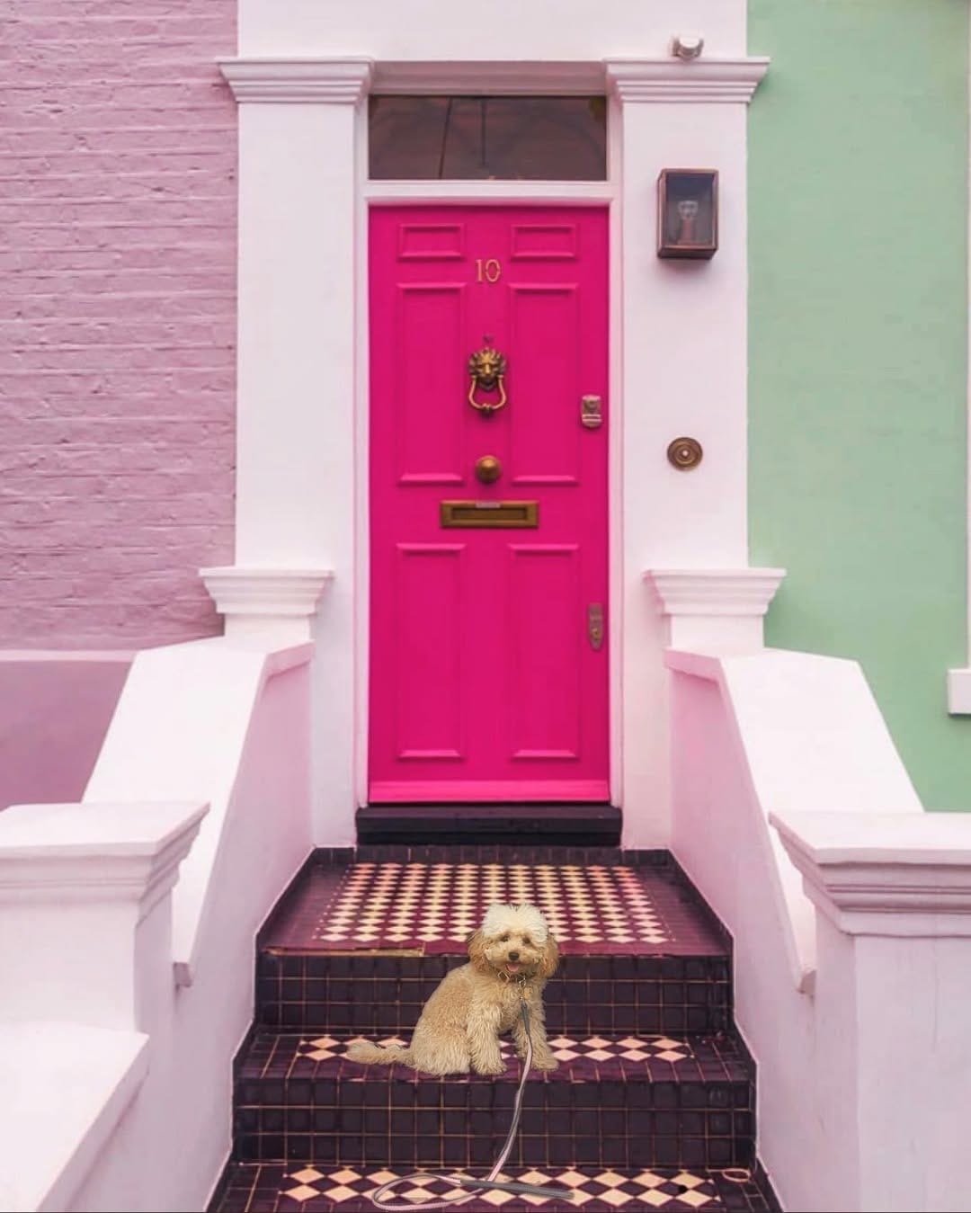 Post 7 by ℙ𝕖𝕟𝕖𝕝𝕠𝕡𝕖 𝕥𝕙𝕖 𝕋𝕠𝕪 ℙ𝕠𝕠𝕕𝕝𝕖 - 𝔻𝕠𝕘 on Instagram (image)