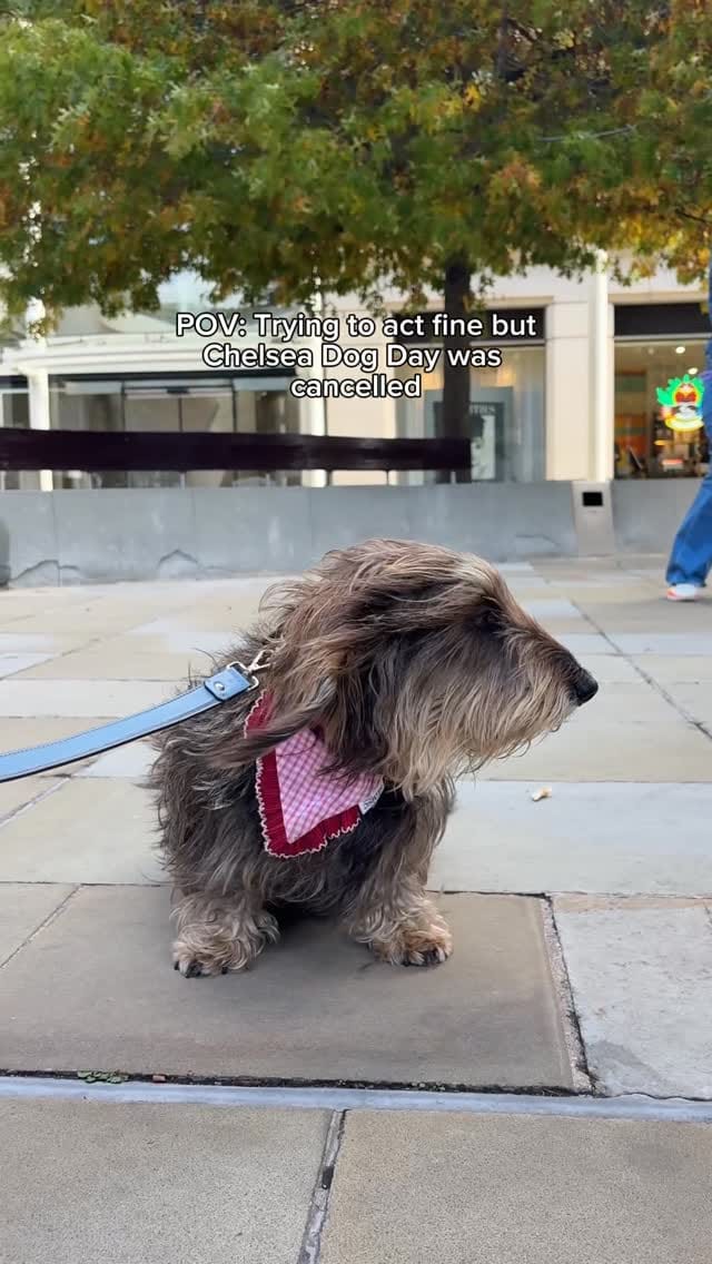 Post 10 by Tallulah The Truflett on Instagram (video)