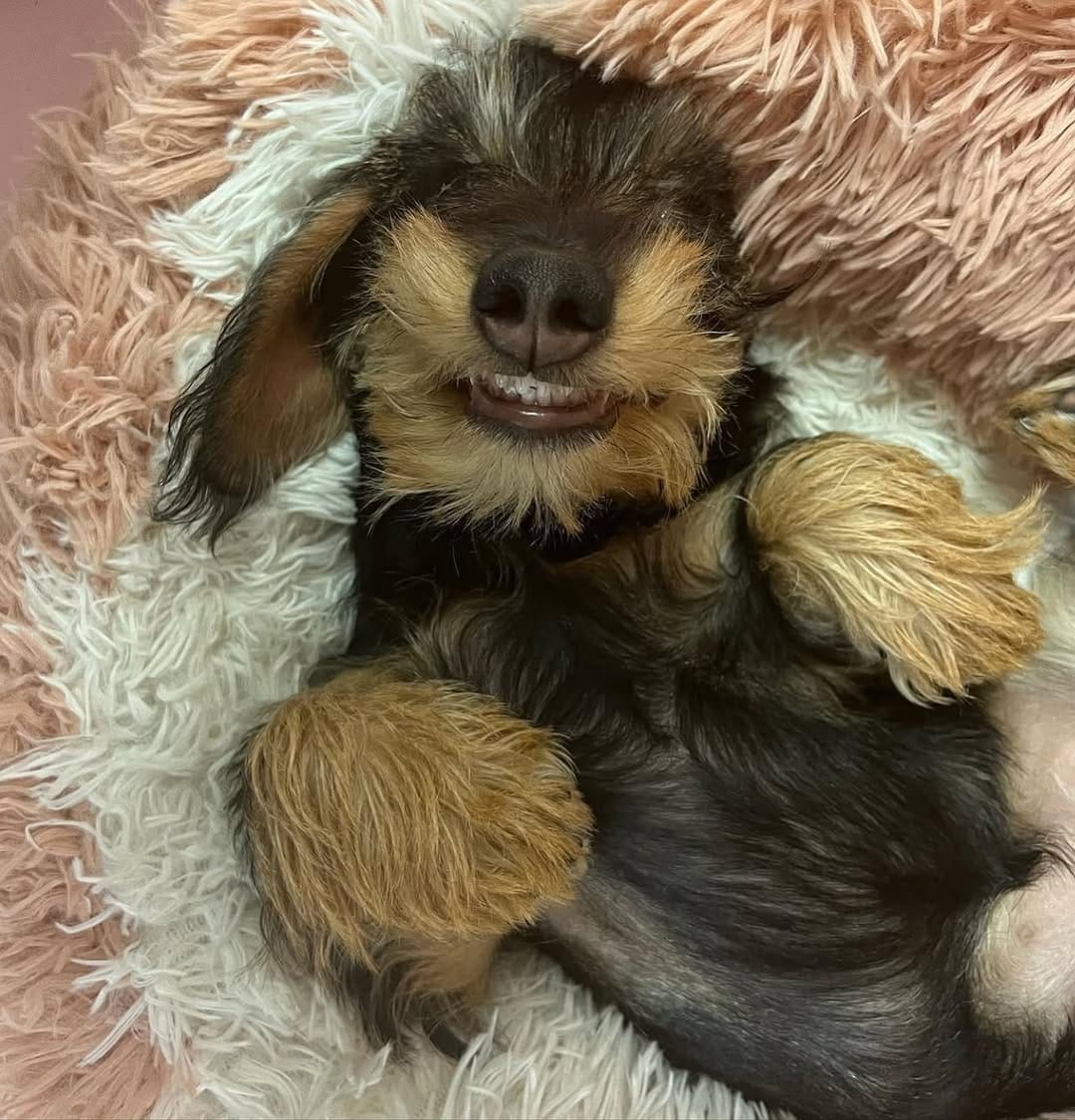 Post 9 by Tallulah The Truflett on Instagram (carousel)