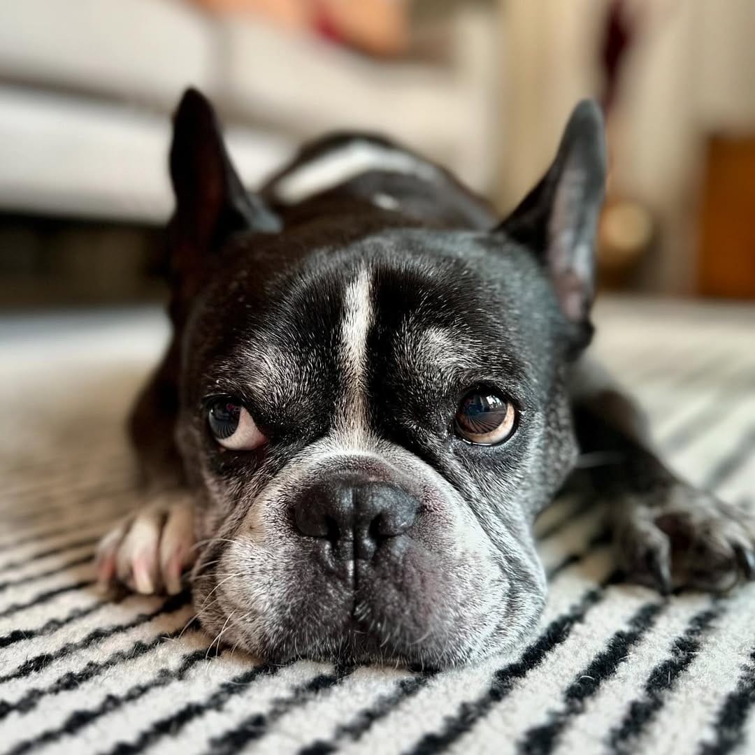 Post 8 by Oscar on Instagram (image)