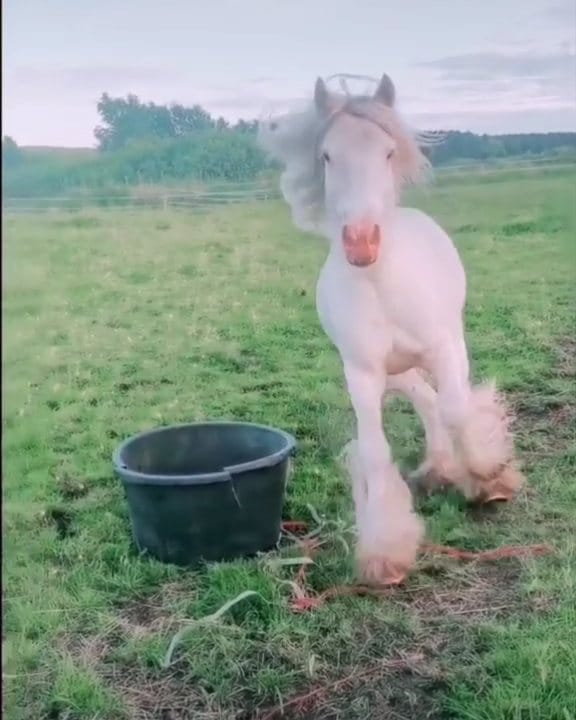 Post 9 by Baileys, Stallion on Instagram (video)