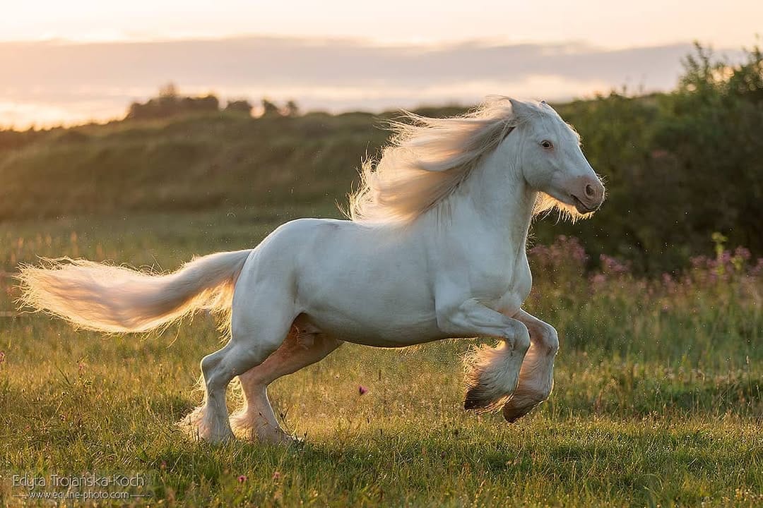 Post 2 by Baileys, Stallion on Instagram (image)
