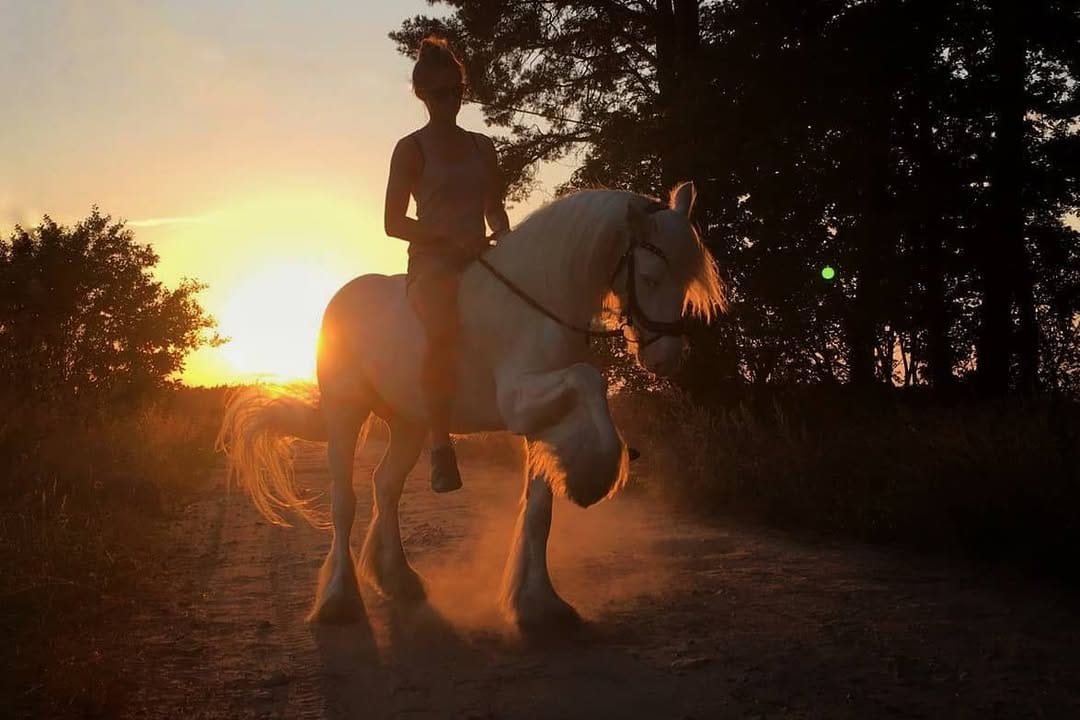 Post 8 by Baileys, Stallion on Instagram (image)