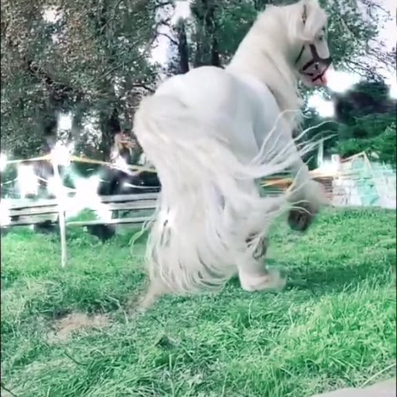 Post 3 by Baileys, Stallion on Instagram (video)