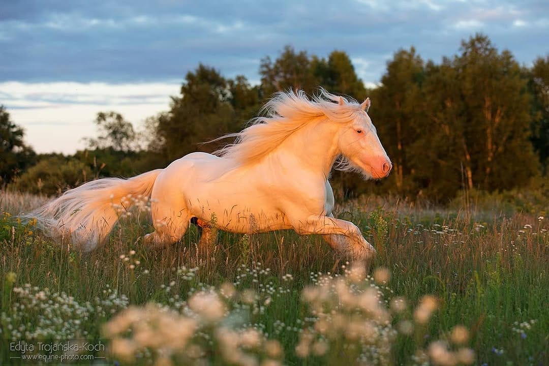 Post 6 by Baileys, Stallion on Instagram (image)