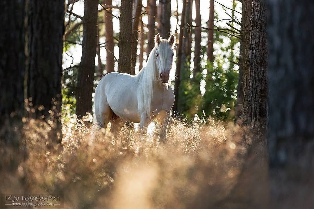 Post 5 by Baileys, Stallion on Instagram (image)