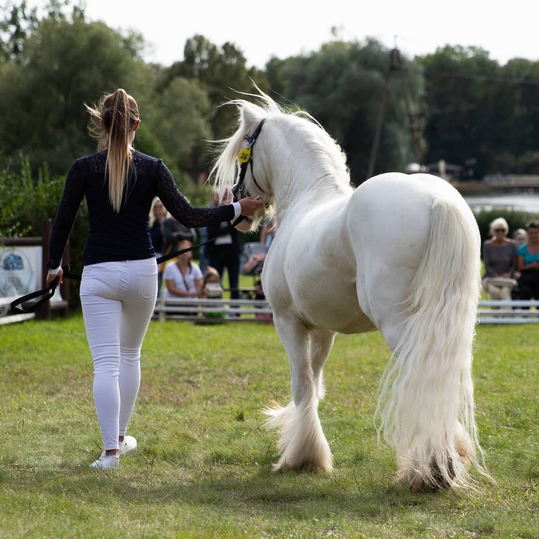 Post 4 by Baileys, Stallion on Instagram (image)