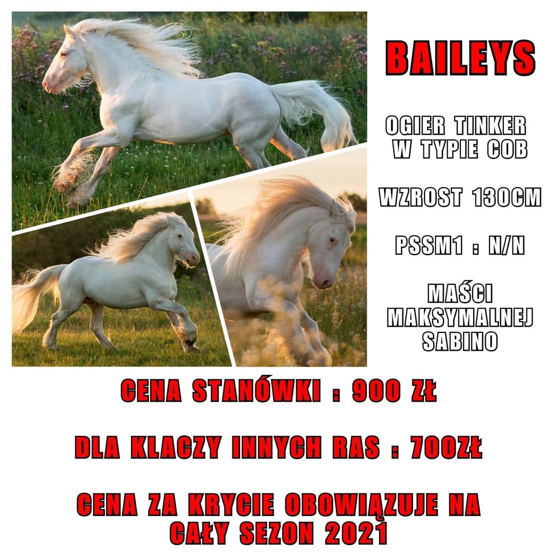 Post 1 by Baileys, Stallion on Instagram (image)