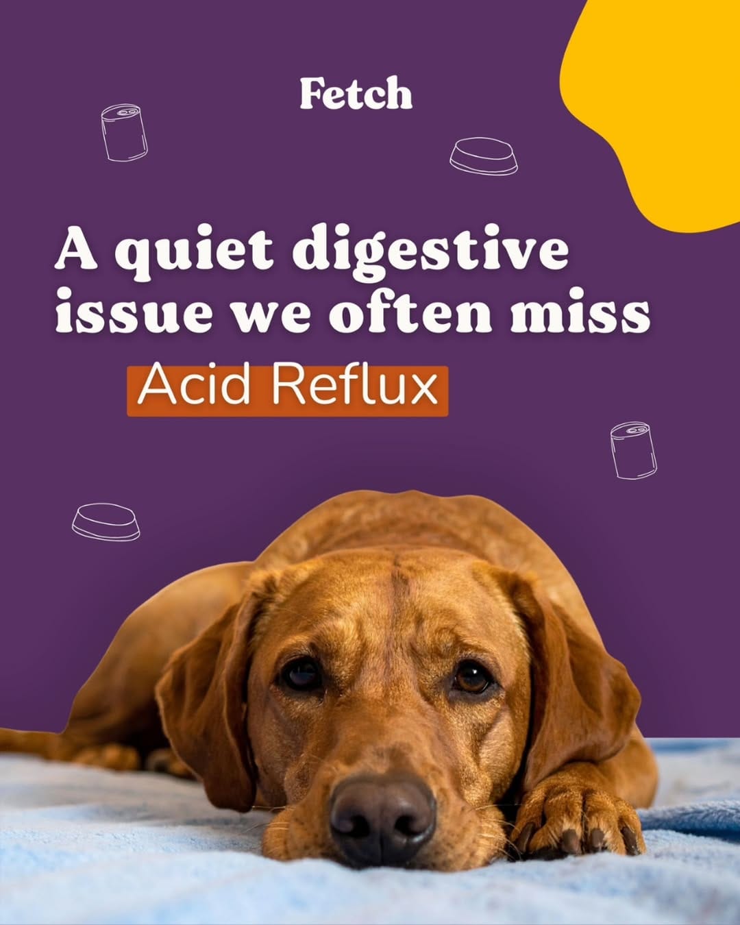 Post 5 by Fetch Your Pet Needs - Pet Shop on Instagram (carousel)