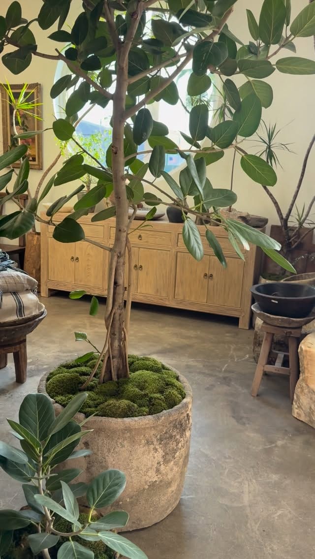 Post 5 by Vintage Home Decor- Antique Limestone - Indoor Plants on Instagram (video)