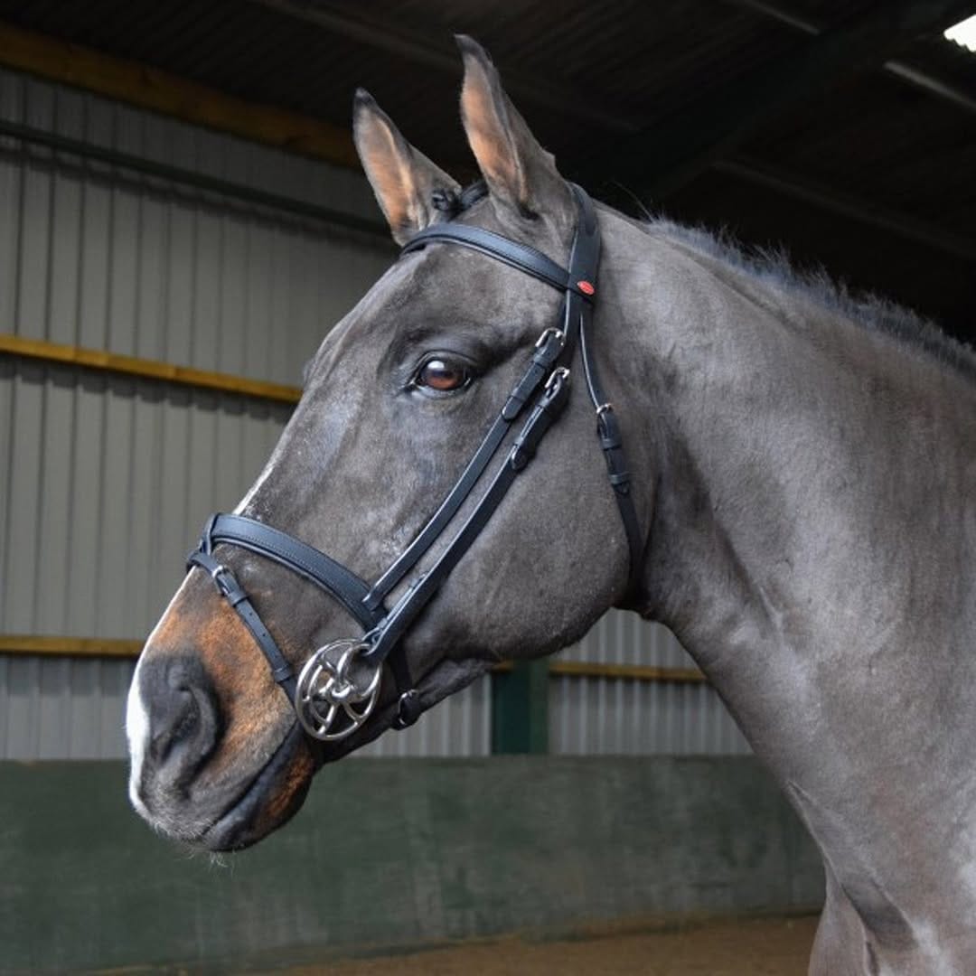 Post 7 by EQUUS ENGLAND on Instagram (carousel)