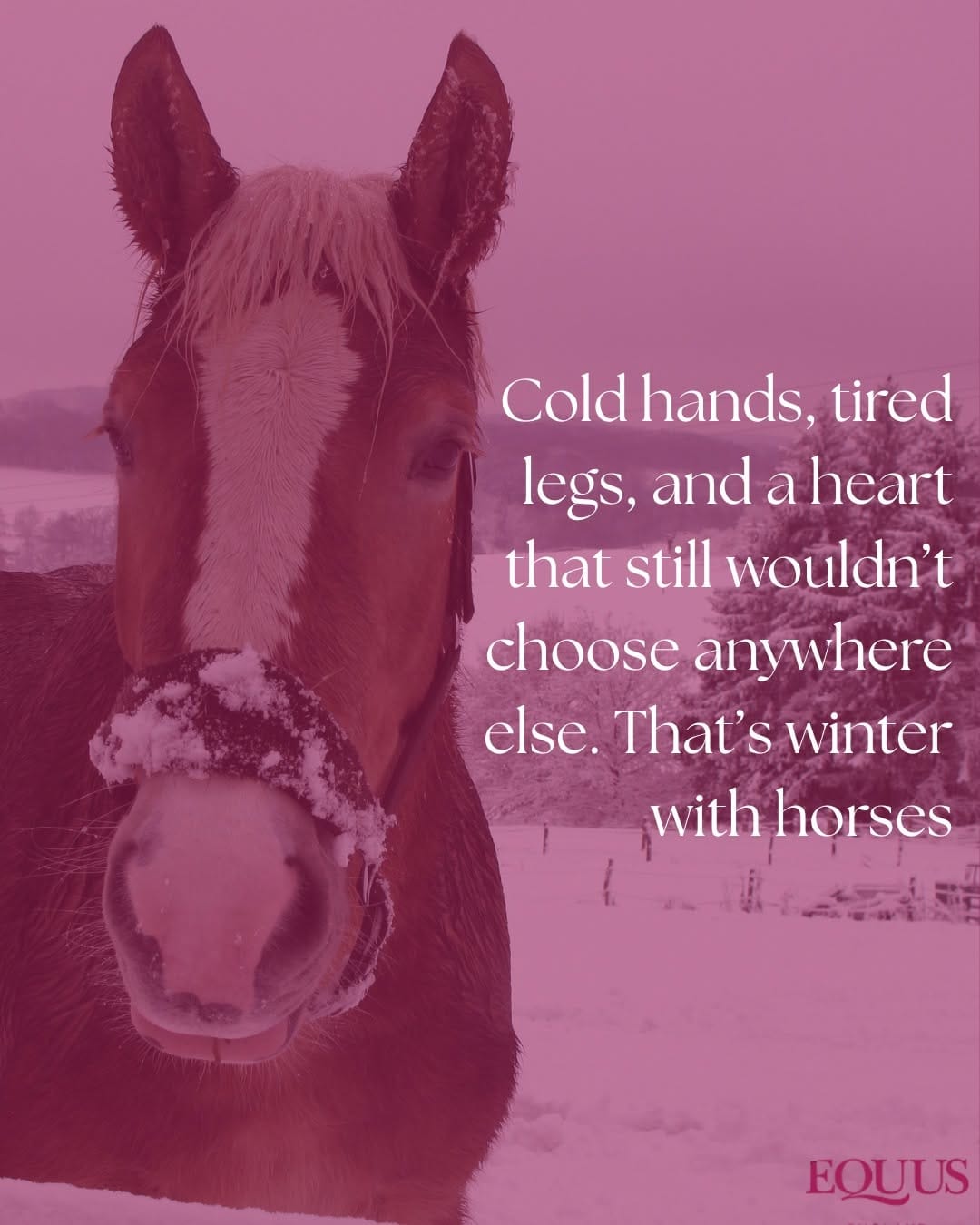 Post 2 by EQUUS ENGLAND on Instagram (image)