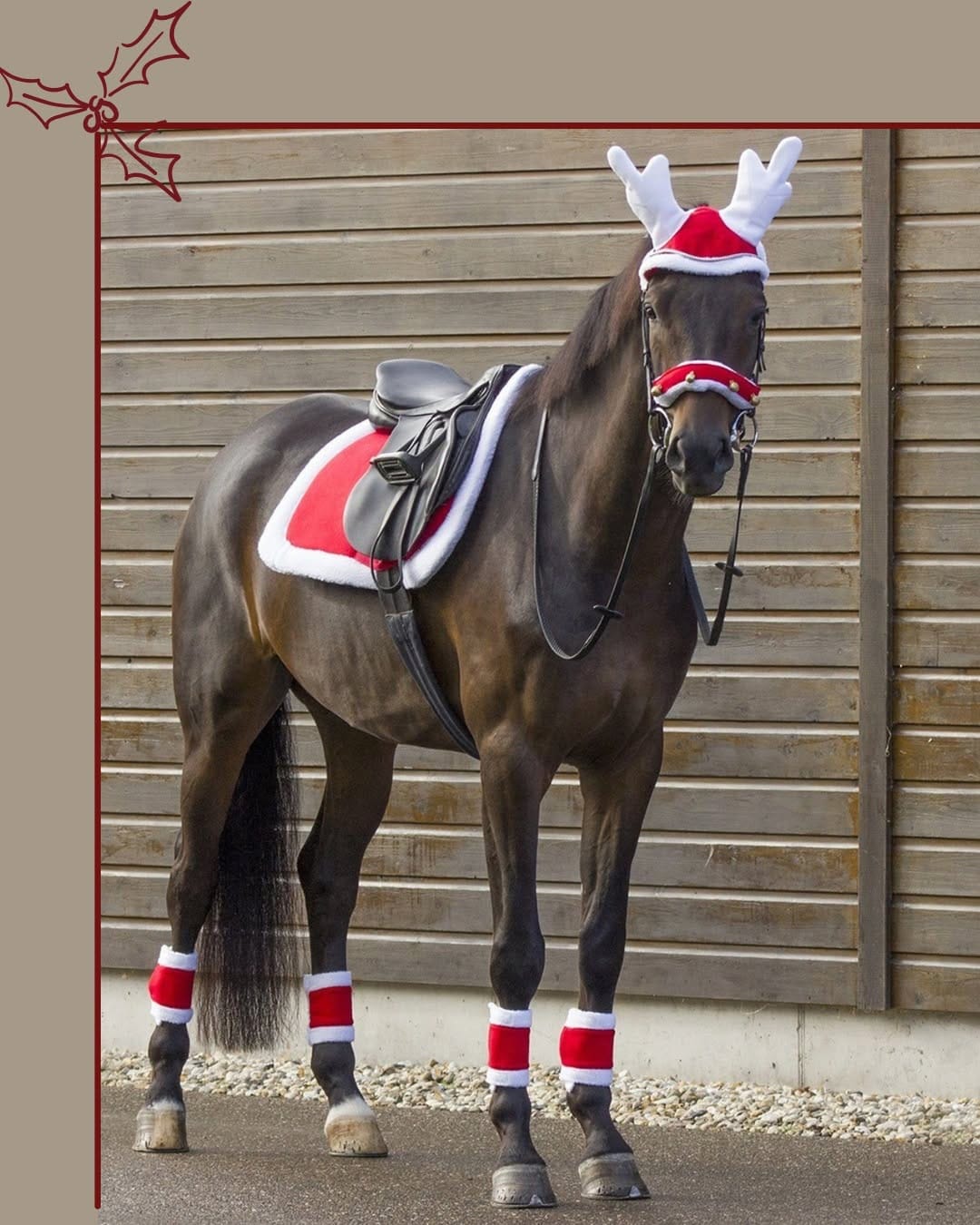 Post 6 by EQUUS ENGLAND on Instagram (carousel)