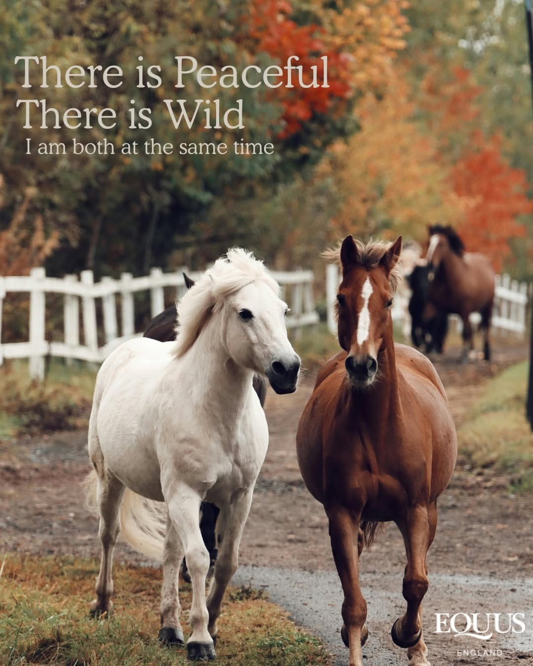 Post 10 by EQUUS ENGLAND on Instagram (image)