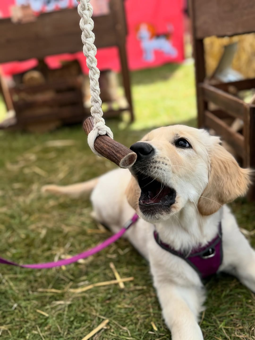 Post 3 by Antler Chew on Instagram (carousel)