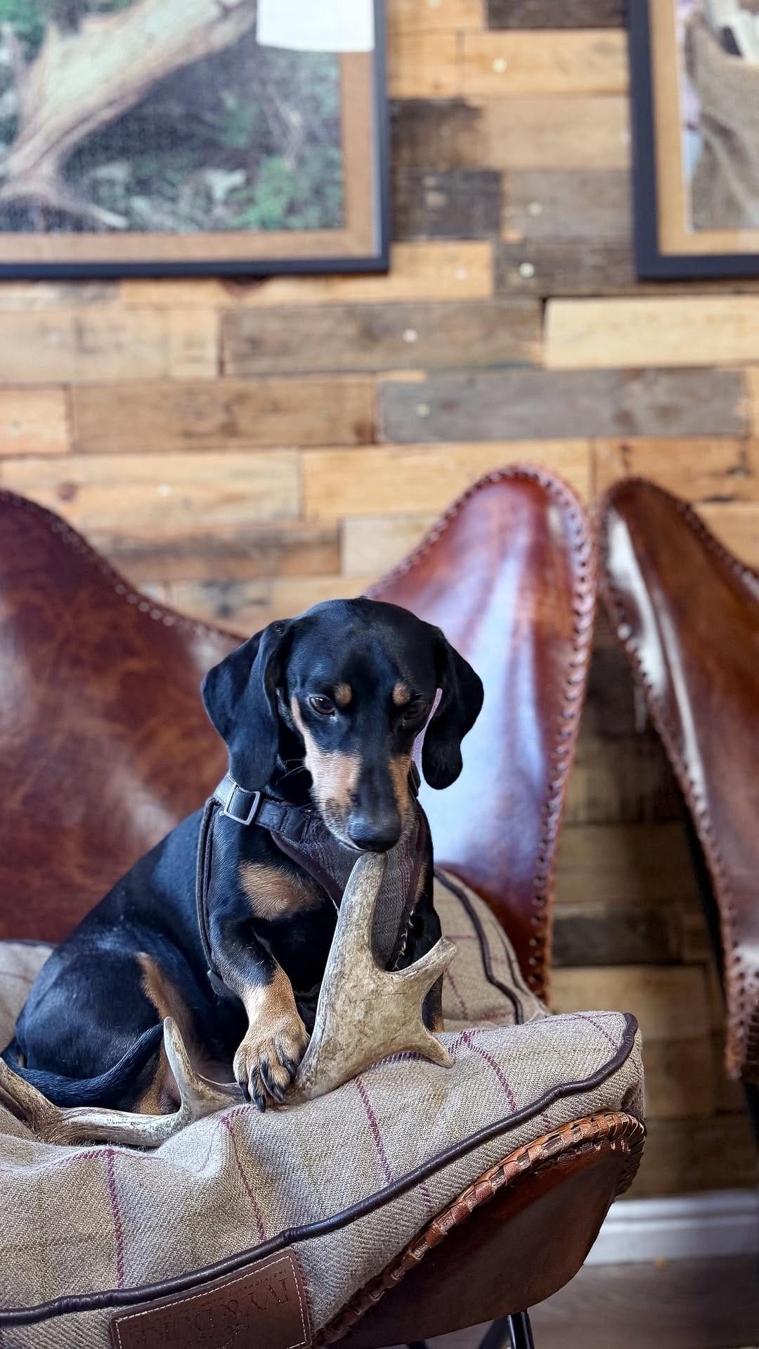 Post 1 by Antler Chew on Instagram (video)
