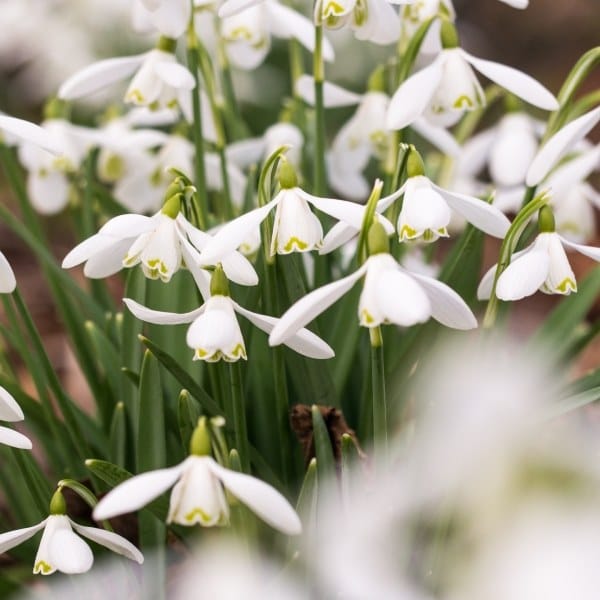 Post 3 by Hardy's Plants on Instagram (carousel)